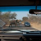 Photo Safari in Kruger Park