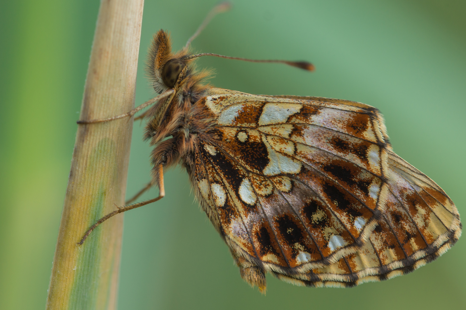 Photo Series: Nature - Lepidoptera