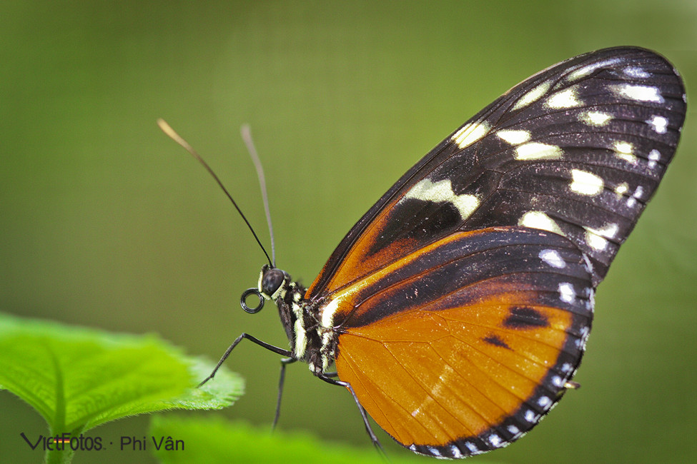 Photo von Schmetterling 01