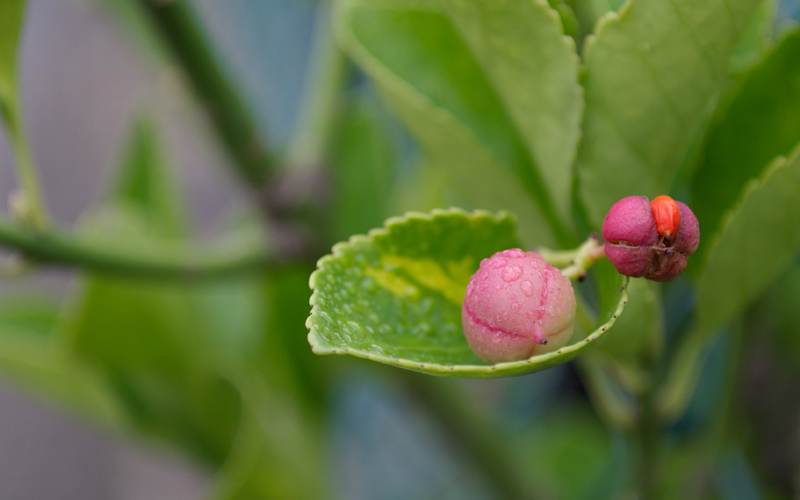 Photobio Couleur de rosée