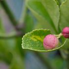 Photobio Couleur de rosée