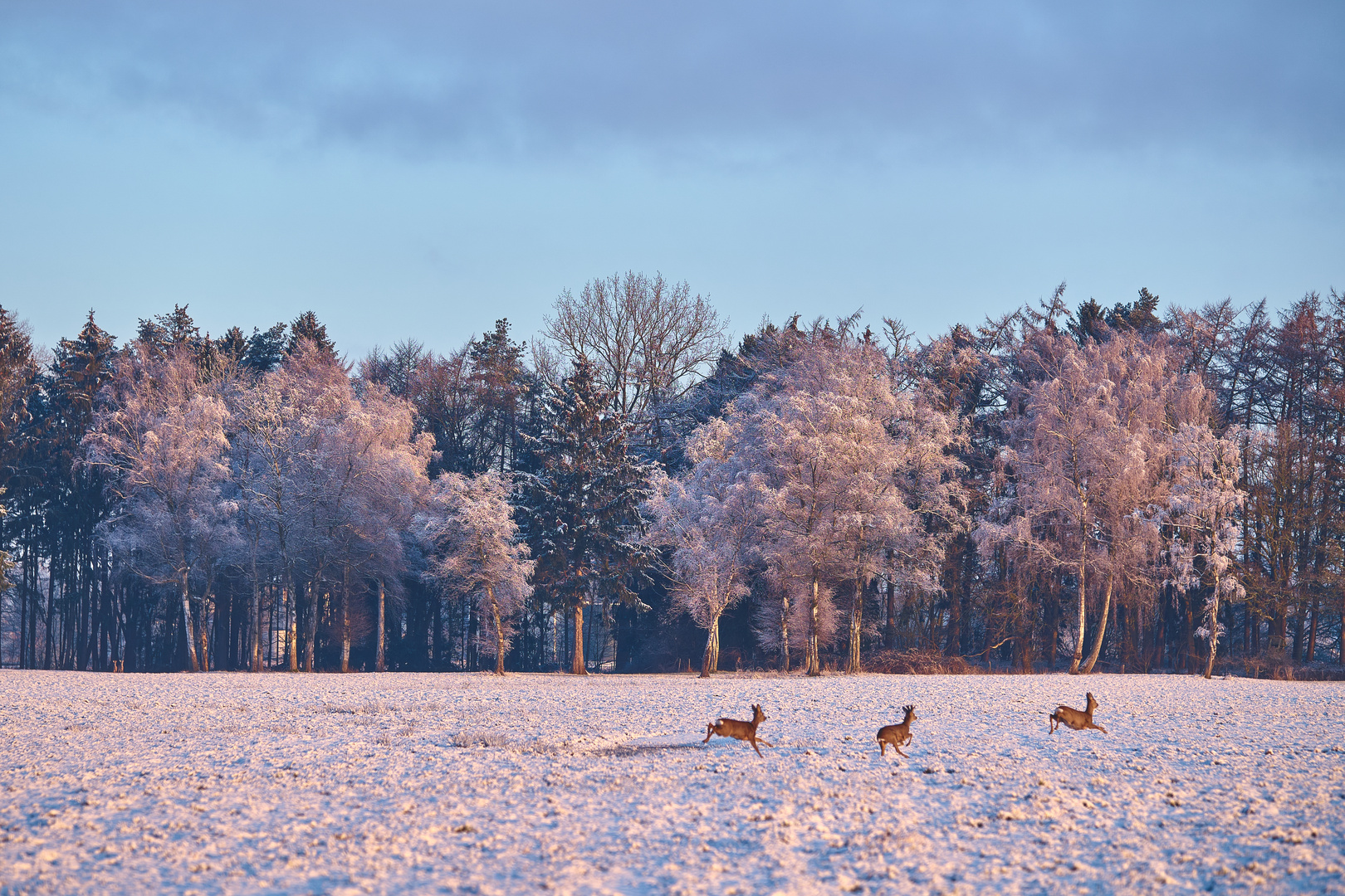 Photobomb durch Rehe