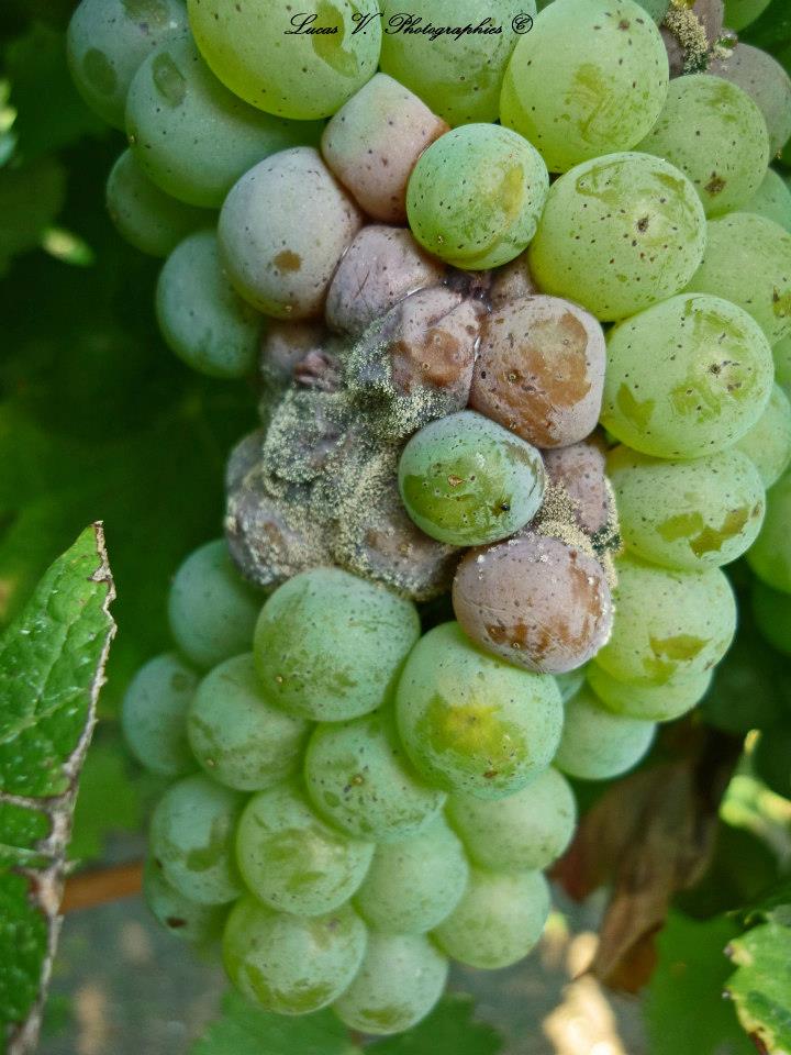 Photogénique Botrytis