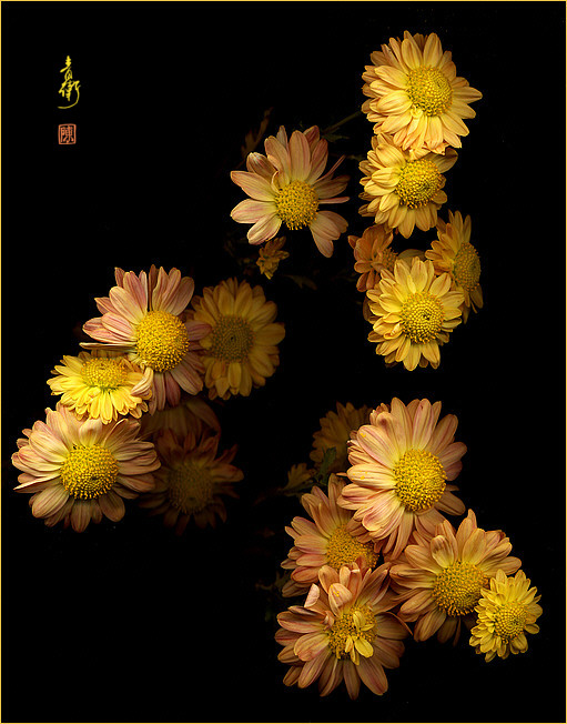 Photogram - Aster #1