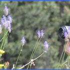 ..Photographe en pleine macro..