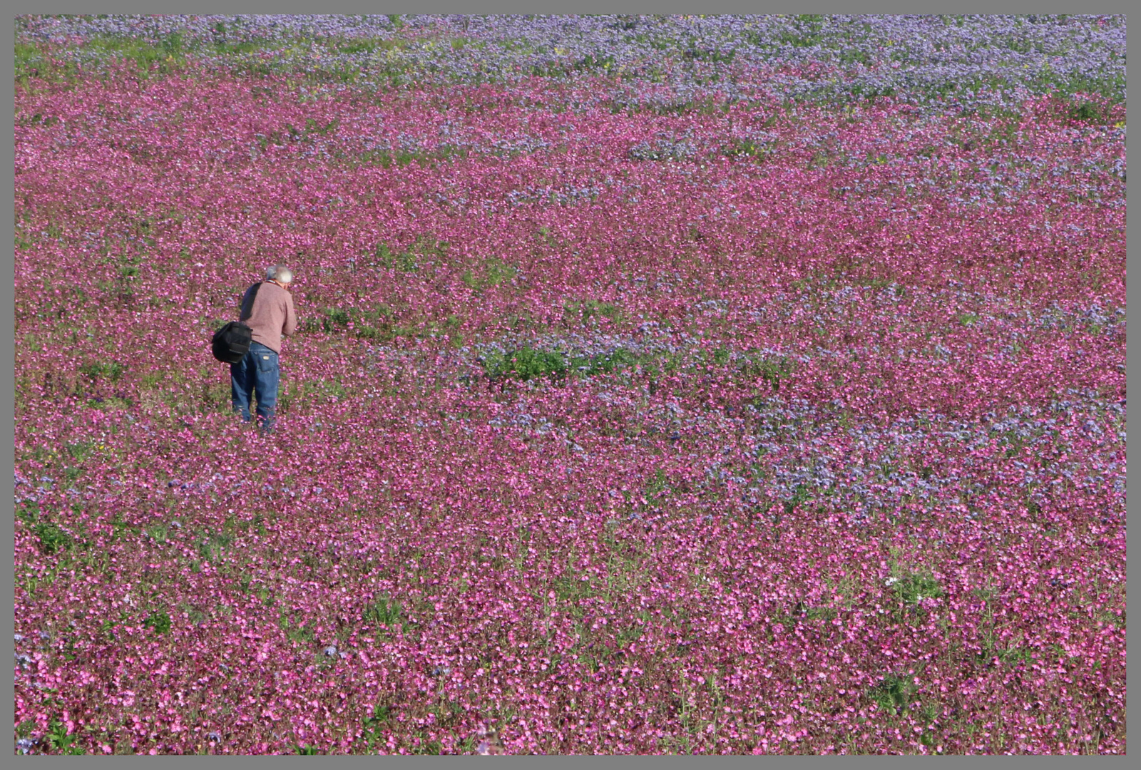 photographer in field of red campion near bamburgh