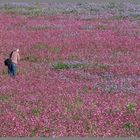 photographer in field of red campion near bamburgh