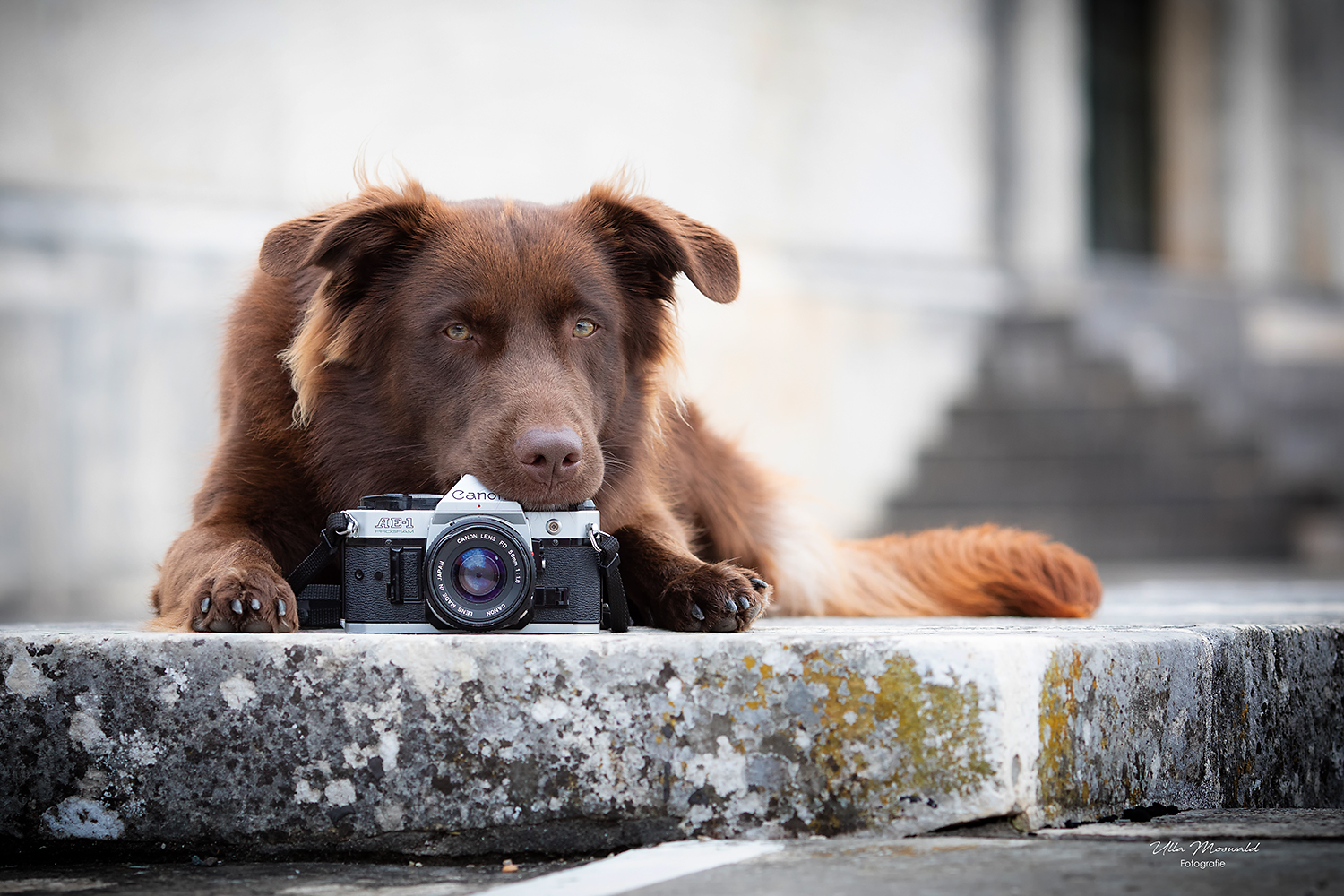 ...photographer's dog...