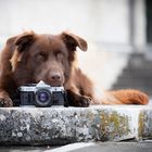 ...photographer's dog...