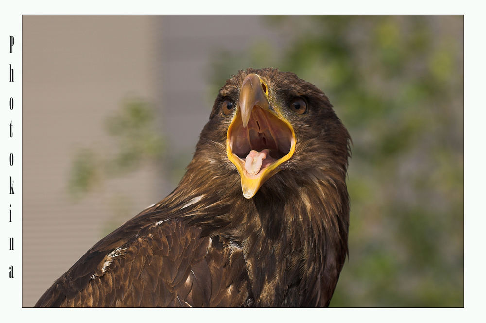 Photokina Adler