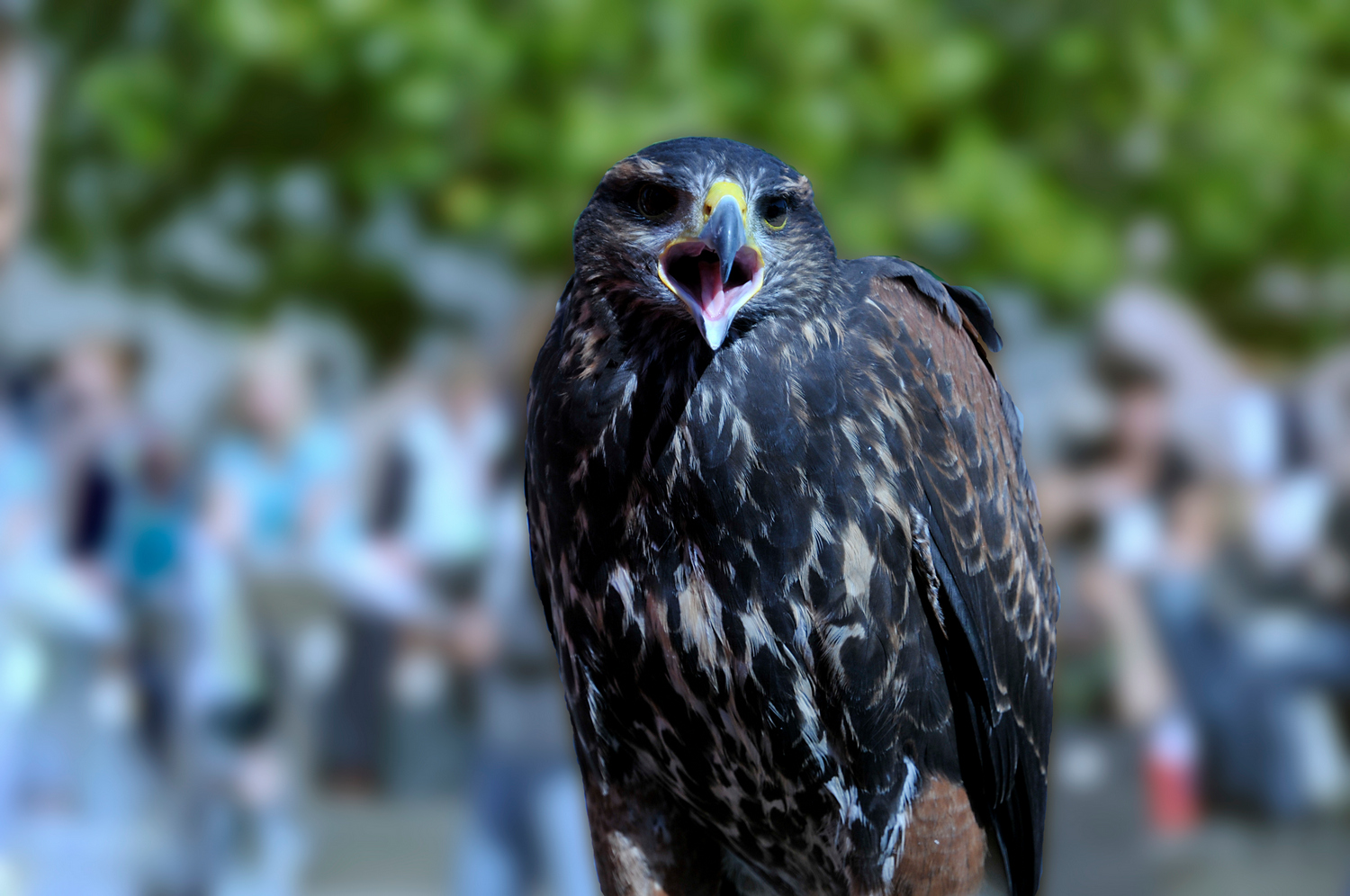 Photokina Bussard