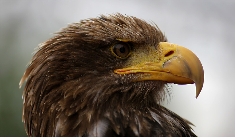 Photokina - Greifvögel