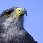 Photokina-Kordillerenadler