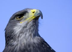 Photokina-Kordillerenadler