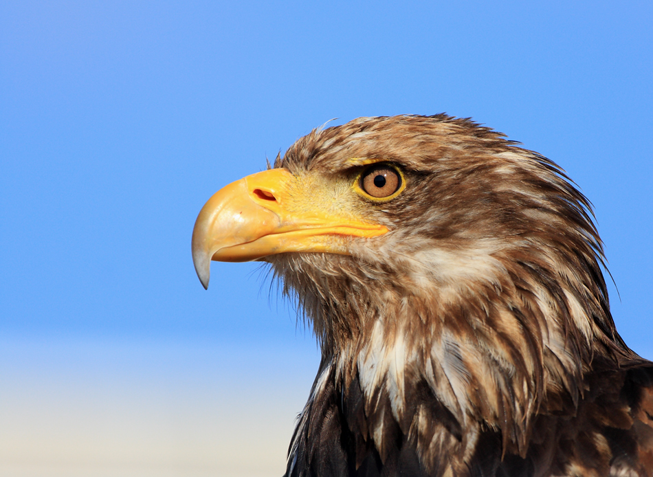 Photokina-Seeadler