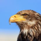 Photokina-Seeadler