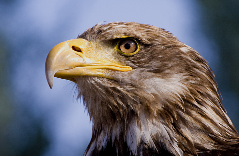 Photokina-Seeadler