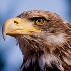 Photokina-Seeadler