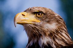 Photokina-Seeadler