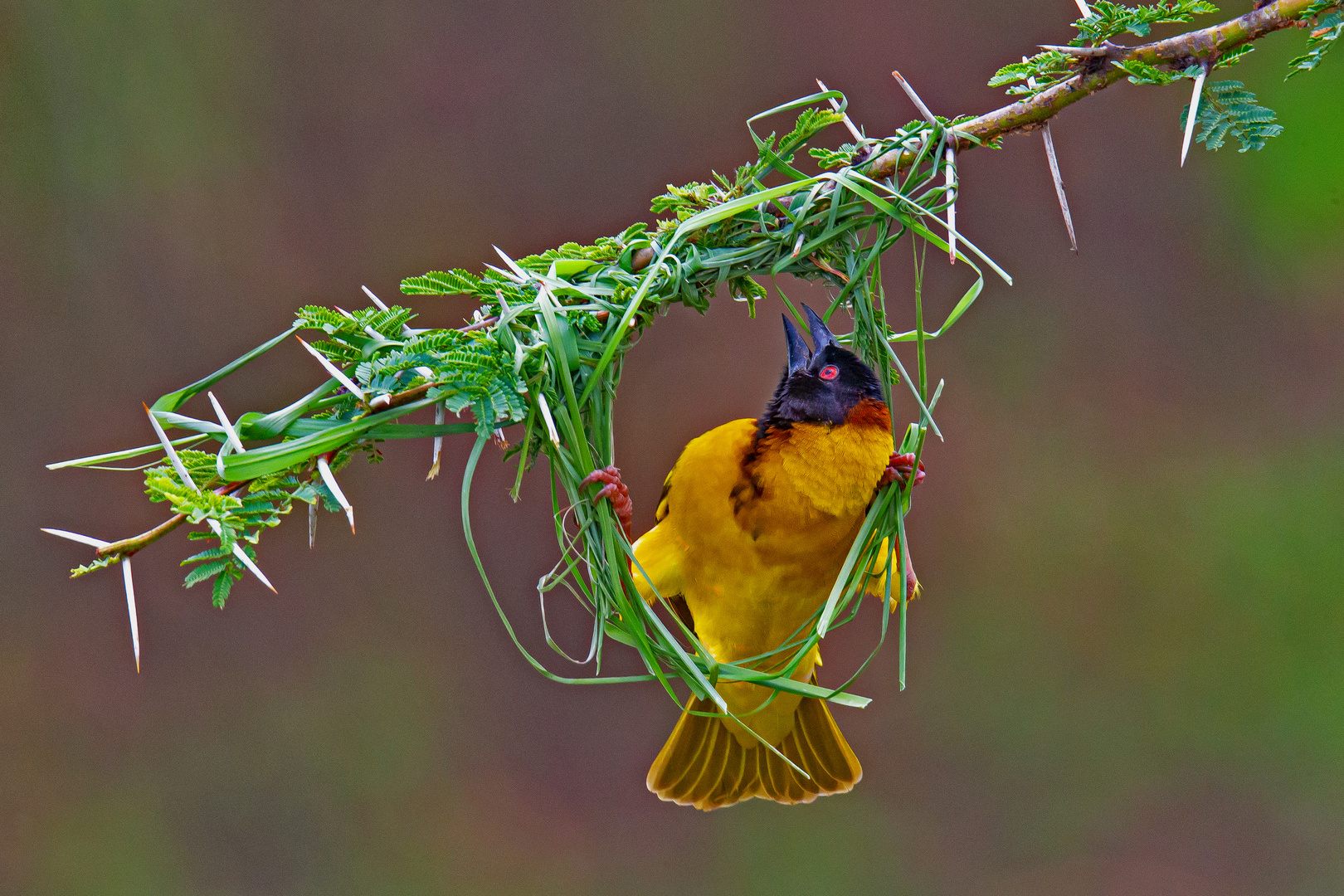 ©_PHOTO_PLOHE_0590_Webervogel