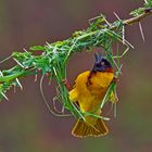 ©_PHOTO_PLOHE_0590_Webervogel