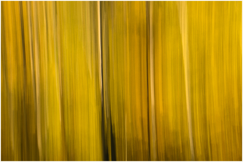 Photorell: Goldener Birkenwald