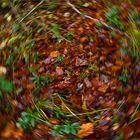 Photorell: Im Auge des Herbstes