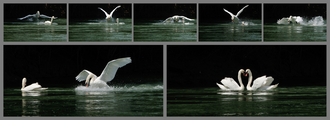 Photos documentaires. Les cygnes savent faire de la plongée...