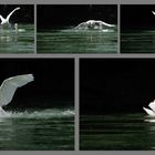 Photos documentaires. Les cygnes savent faire de la plongée...