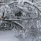 photos Prises par Françoise ADLOFF  (8)