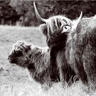 Photosession mit Schottischen Rindern Teil 1