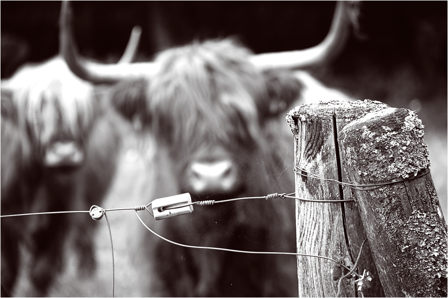 Photosession mit Schottischen Rindern Teil 4