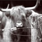 Photosession mit Schottischen Rindern Teil 4
