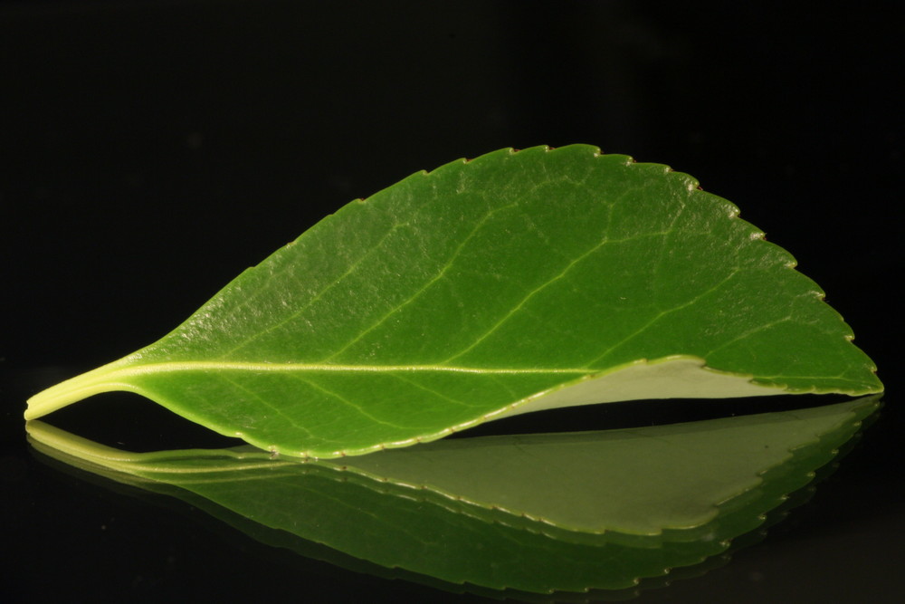 Photoshooting mit einem Blatt :)