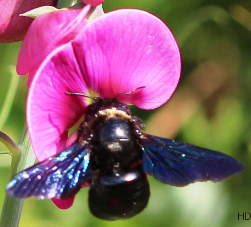 Photoshop-Bildbearbeitung - Blauschwarze Holzbiene  (Xylocopa..