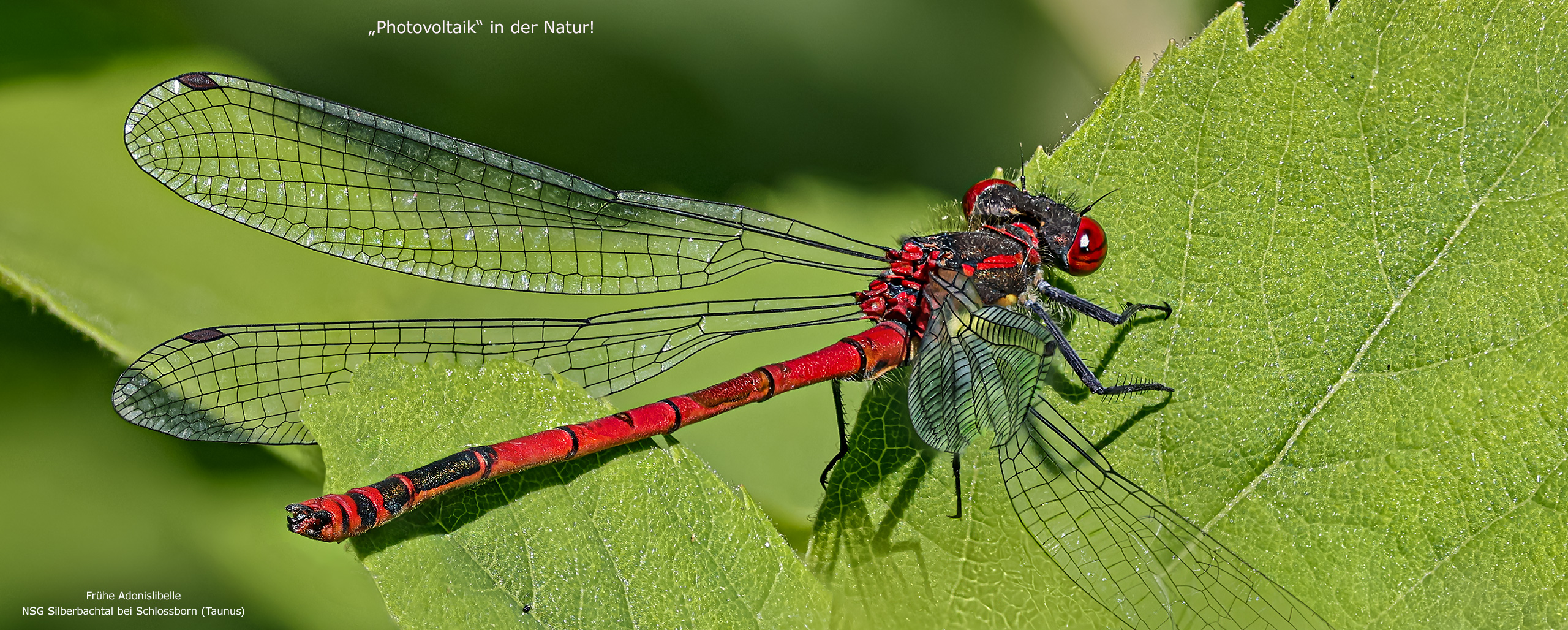 PHOTOVOLTAIK in der Natur 