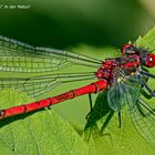 PHOTOVOLTAIK in der Natur 