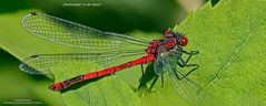 PHOTOVOLTAIK in der Natur 