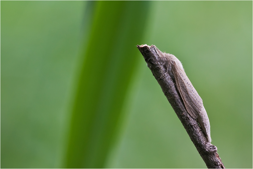 Phragmataecia castaneae - die zweite