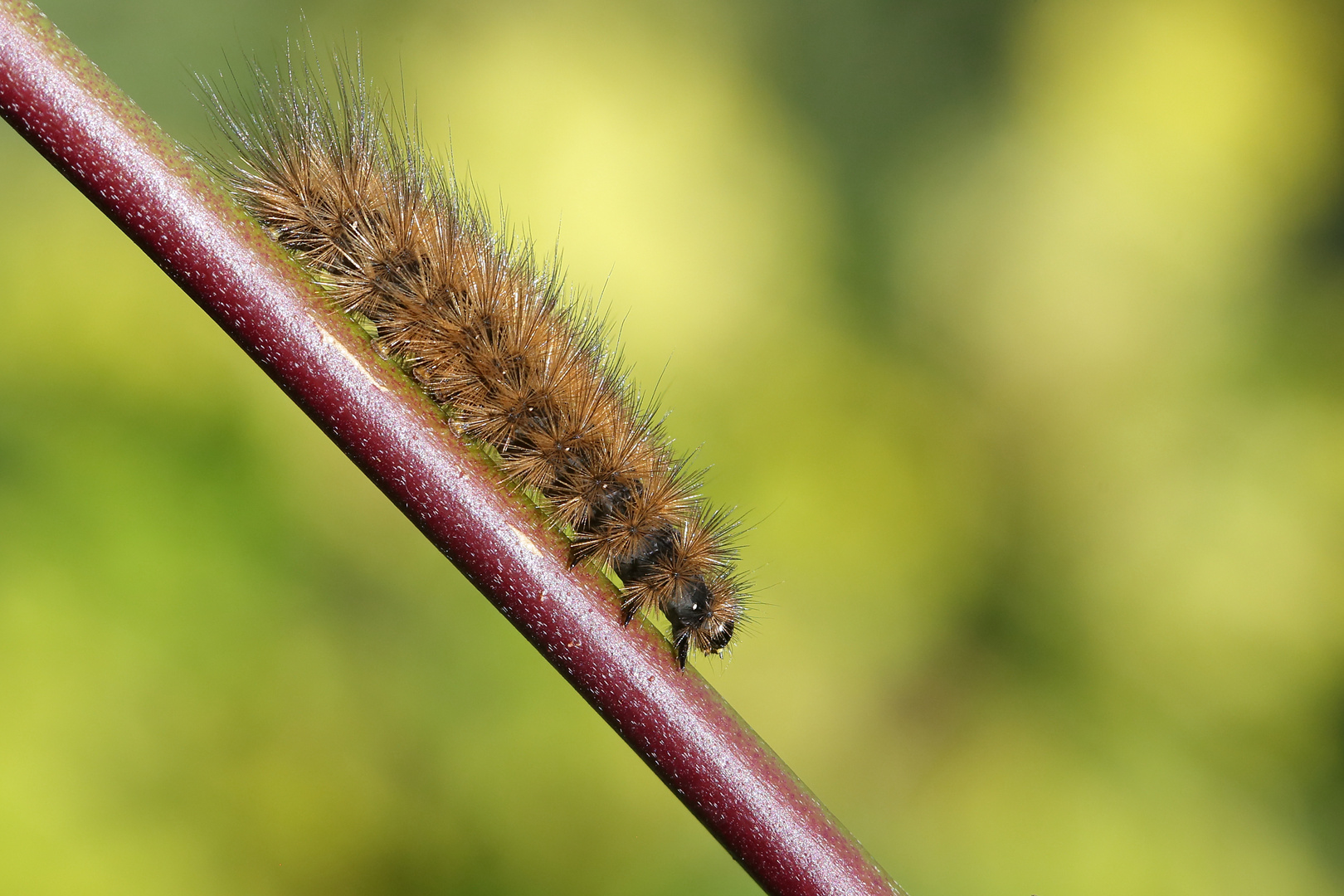 Phragmatobia fuliginosa