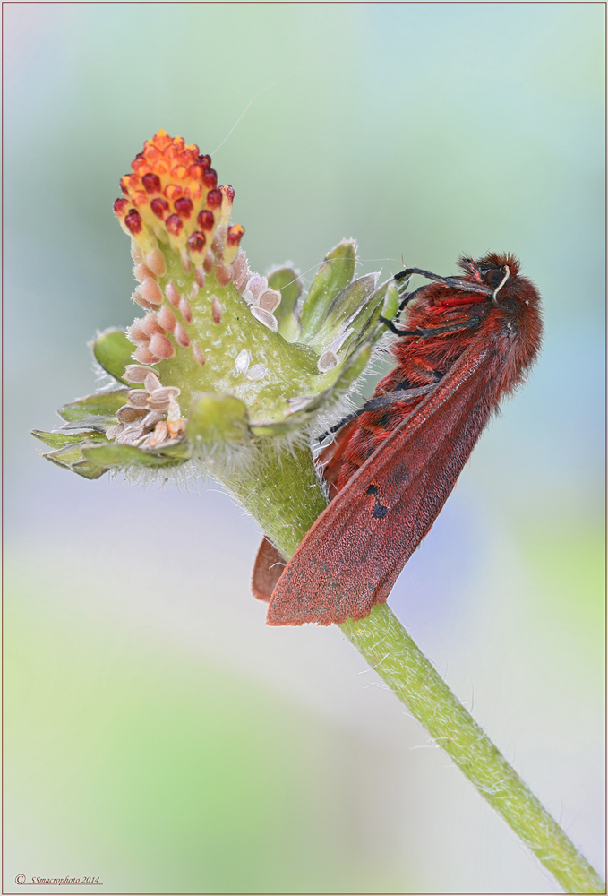 Phragmatobia fuliginosa