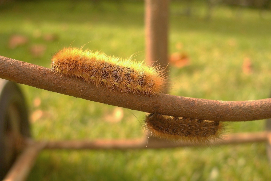 Phragmatobia fuliginosa - Ein buntes durcheinander! (2)