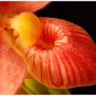 phragmipedium