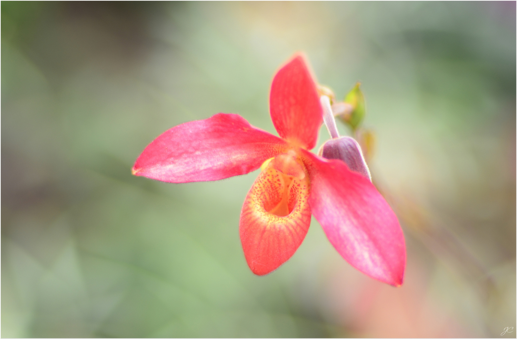 Phragmipedium besseae