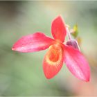 Phragmipedium besseae