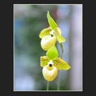 Phragmipedium