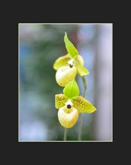 Phragmipedium