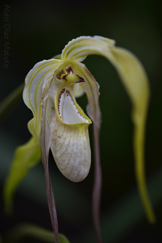 Phragmipedium caudatum