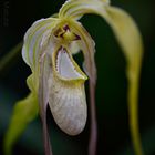 Phragmipedium caudatum