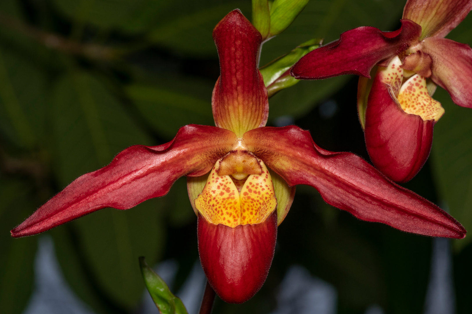 Phragmipedium Living Fire